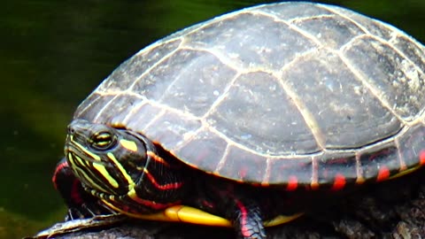 Painted Turtle