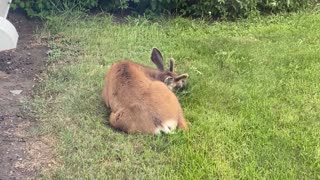 A VERY Sleepy Young Buck