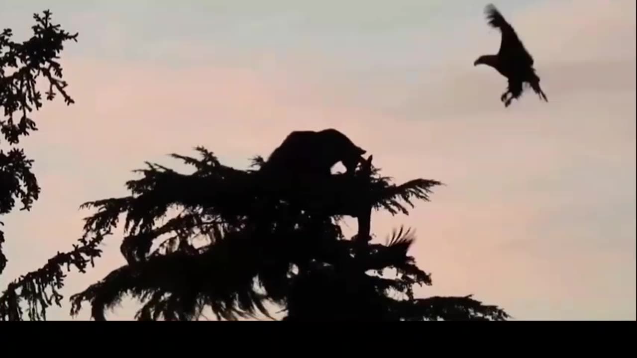 Eagle and Bear