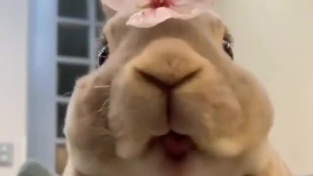 Bunny chewing in something ! Guess what, Best ASMR ever