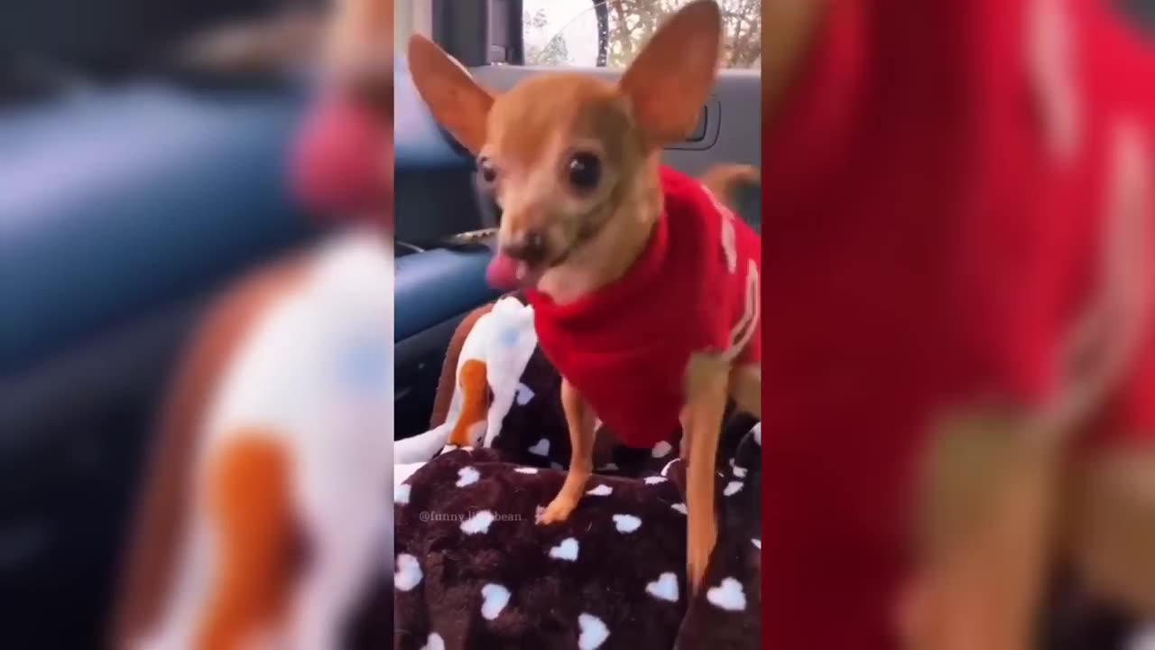 Funniest Dog video