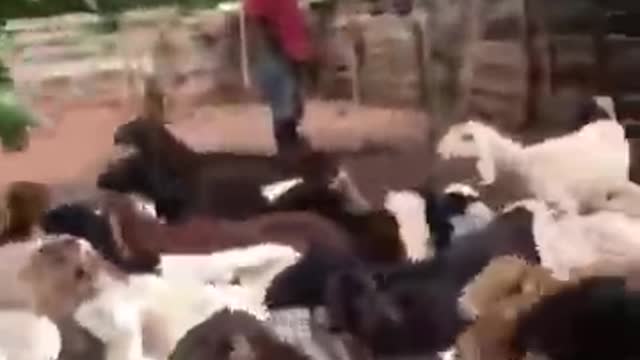 Sheep Farming in Africa