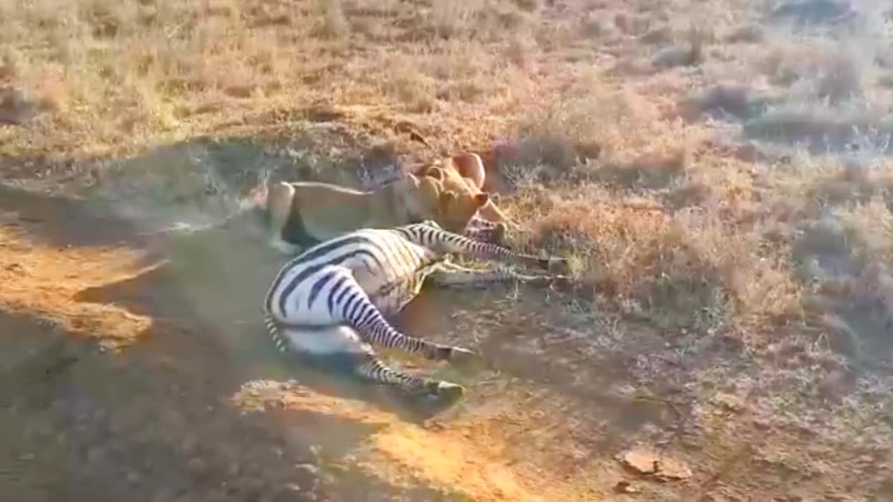 Nairobi_national_park_._lion_hunt_Zebra