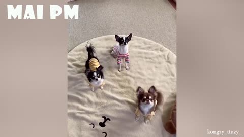 You definitely want to have Chihuahua Dog after watching this video because they are Incredible