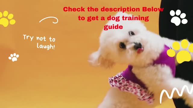 Dog Training Guide