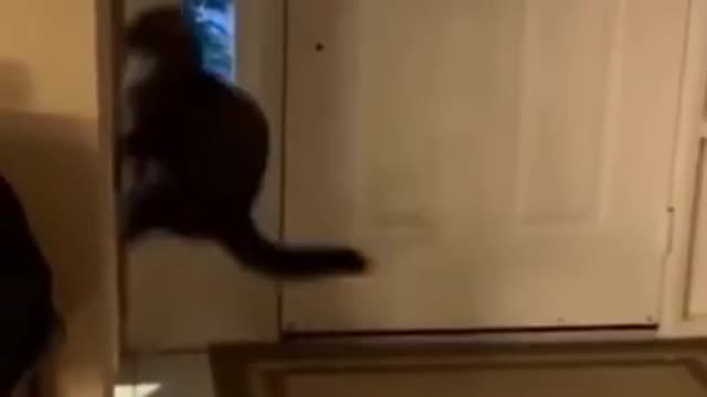 Highly Skilled Cat Training For His Upcoming Parkour Competition #shorts