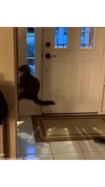 Highly Skilled Cat Training For His Upcoming Parkour Competition #shorts