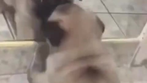 Dog Fighting with himself funny 😂🤣try not to laugh