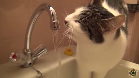 funny videos cats