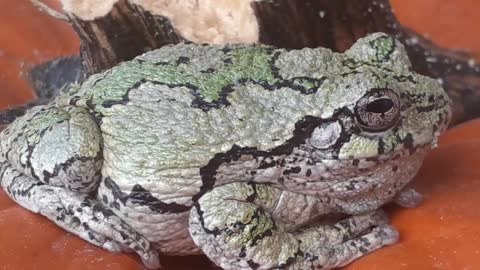 Frog on a pumpkin