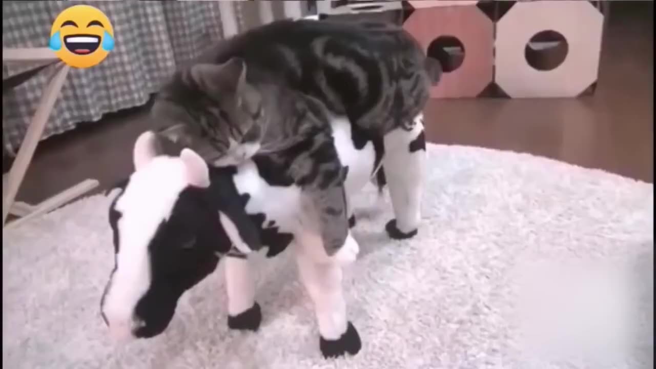 Funny animal moment watch and laugh 😃 😂