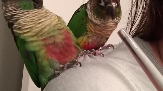 Parrots declare war on makeup brush handle