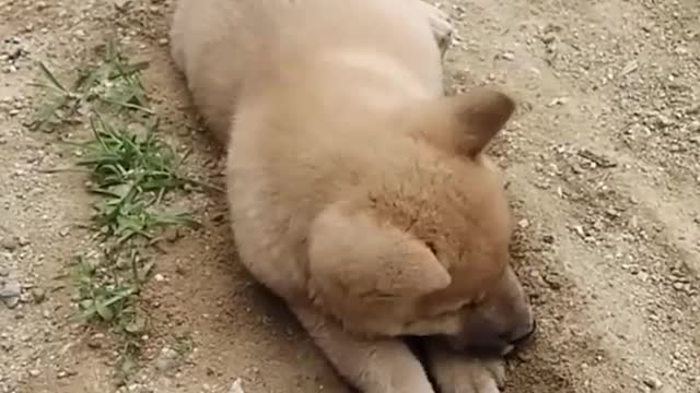 Dog in the pit