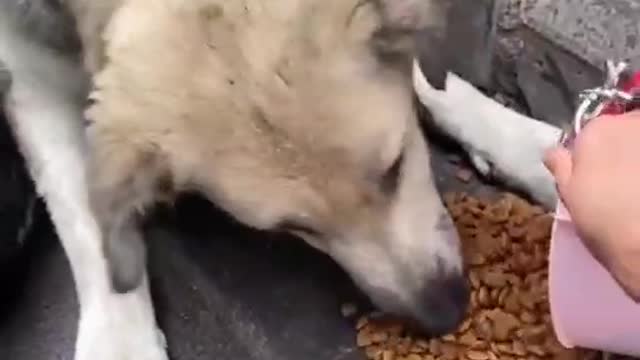 Stray dogs feed their babies by the roadside