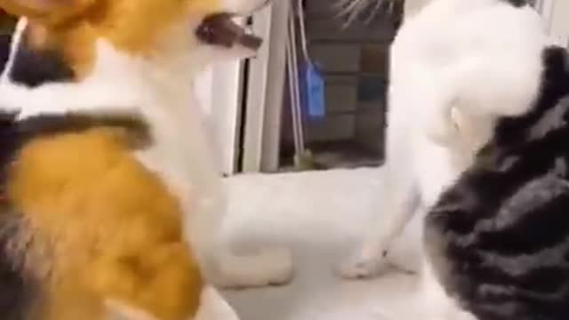 Funny cat videos😺😸😸