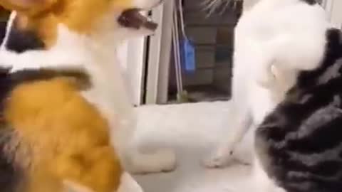 Funny cat videos😺😸😸