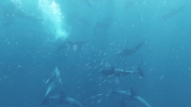 A Pod of Dolphins Hunting Sardines