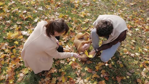 Couple of young people play with dog in the park!