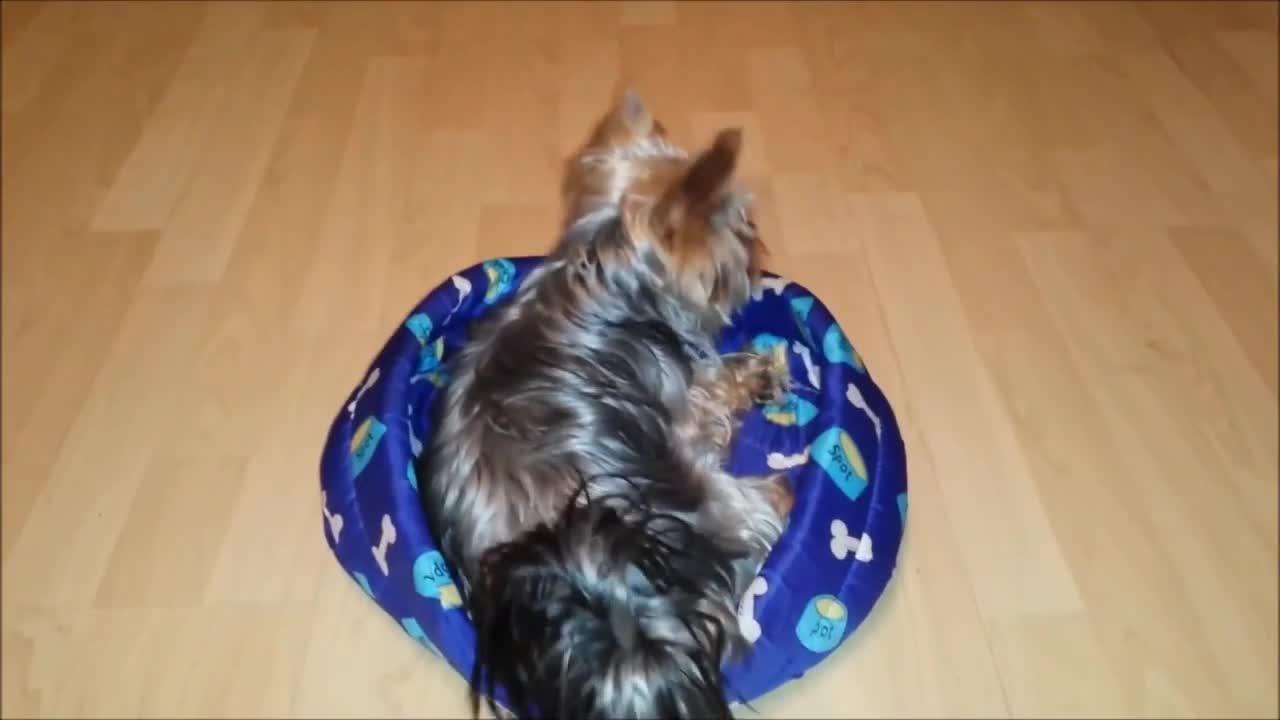 Yorkie begs ferret to play