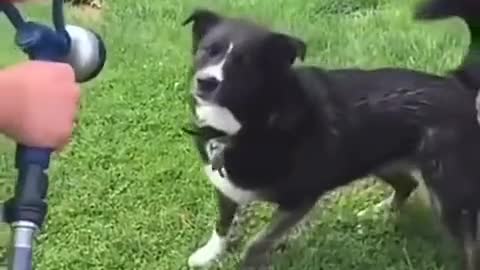 #VIRAL 🐶DOGS wait for twist