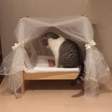 Gata consentida examina su cama de princesa