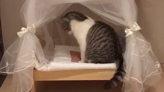 Gata consentida examina su cama de princesa