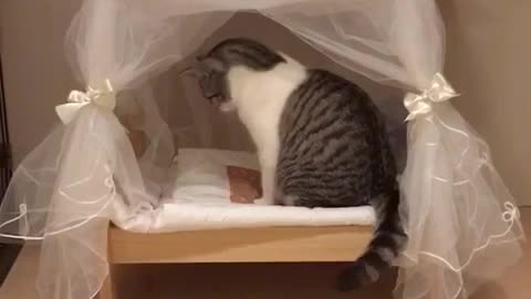 Gata consentida examina su cama de princesa