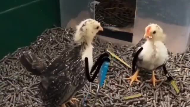 chick fighting