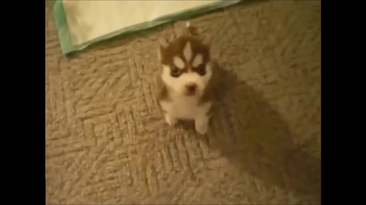 THIS DOG LEARNED TO SAY FUCK!!