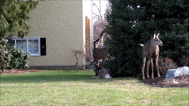 Friendly deer show up on woman's property to hang out 1#