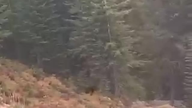 Black Bear Chases Mountain Biker Down Track....