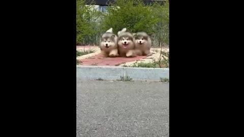 Cute Funny Baby Animal Video
