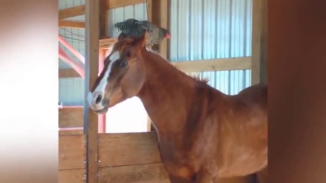 FUNNY HORSES | Funny Horse Videos - Try Not To Laugh | Funny Moments of Horse