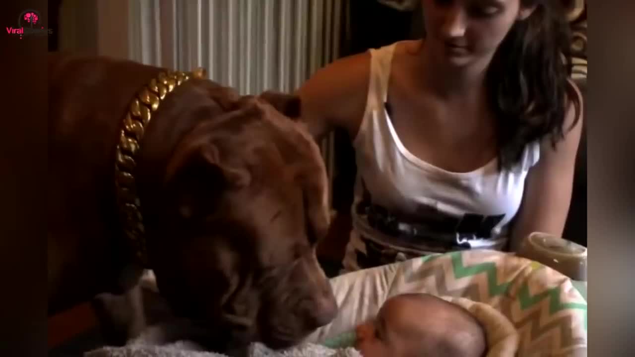 .Dog barks at the babysitter, so mommy hides the cutest baby look.