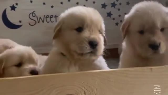 dogs.lovers's