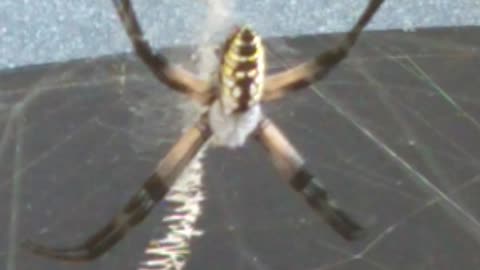 Garden Spider