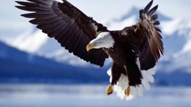 eagle attacking