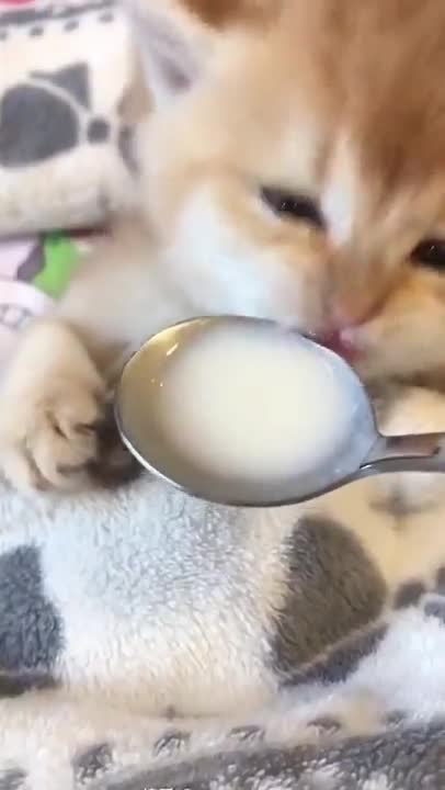 Cat sleep and eat milk