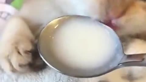 Cat sleep and eat milk