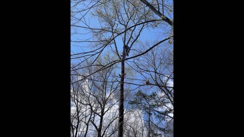 Zack Tree Service - (704) 368-8953
