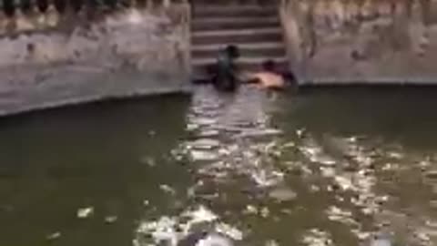 DOG RESCUED HIS OWNER FROM WATER