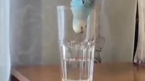 Funny bird on glass