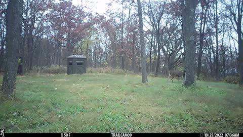 Yearling buck follows doe