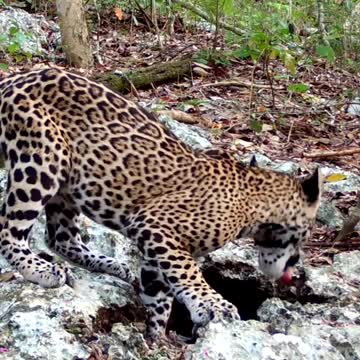 Ultimate Wild Animals Collection in 8K ULTRA HD / 8K TV