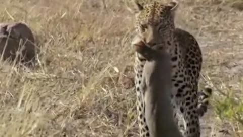 Taigar on hunt so amazing videos 🐆🦊🦔