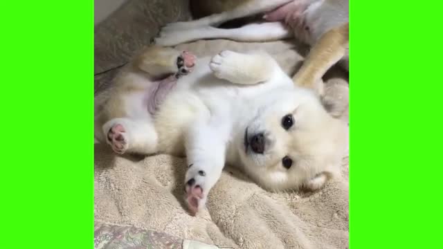 Cute and Funny Pups that make you go AAAAWWWWW!