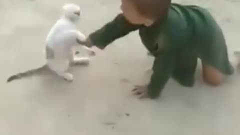 Funny cat with child funny fight