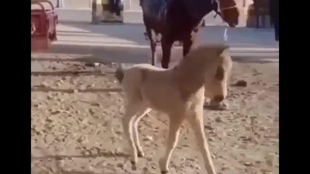 Made your day with these funny and cute Horses | Funny horse