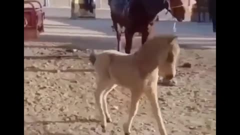 Made your day with these funny and cute Horses | Funny horse