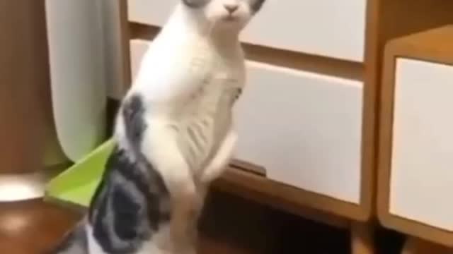 Funny cat video 🤣 #funny